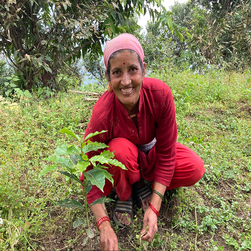 Coffee Plantation
